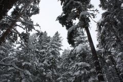 Фургонът март 2009